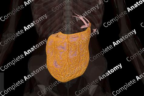 omentum meaning in kannada|Greater and lesser omentum: Location, anatomy, function .